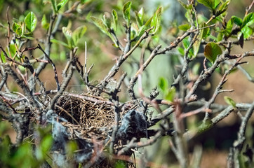 Little birds empty nest hiding in the branches in the middle of the bush