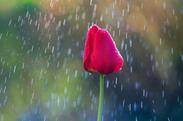 Red tulip in drops of water in the spring rain