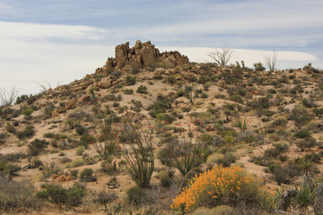 Spring in the desert