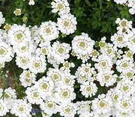 white flowers background