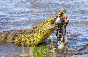 Crocodile eats a wildebeest in the Mara river. Kenya. Maasai Mara. Africa. An excellent illustration.