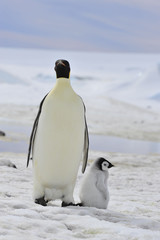 Emperor Penguins with chick