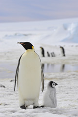 Obraz premium Emperor Penguins with chick