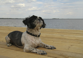 Shih Tzu