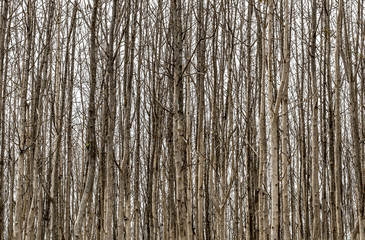 Dry tree in forest on white background,