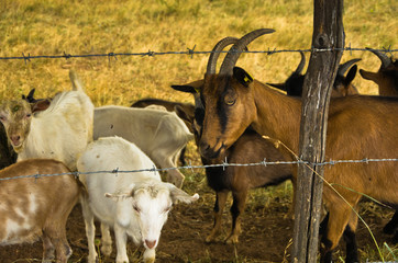 Brown and white goats on a meadow at summer sunny day, Pester plateau, southwest Serbia