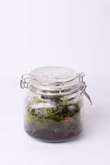 Sealed ecosystem in a glass jar