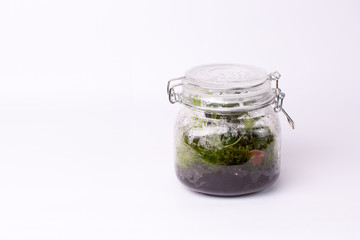 Sealed ecosystem in a glass jar