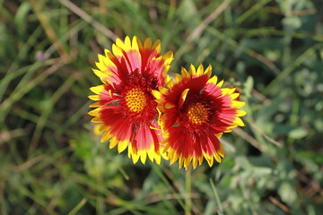 Two red flower with yellow border stand together as if embracing