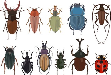 Set of different types of bugs and beetles isolated on white background in flat style. Vector illustration. Detailed illustration bugs and beetles isolated in a flat style on white background.