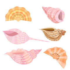 Sea shells set isolated on white background.