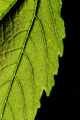 Foglia verde brillante texture