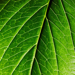 Foglia verde brillante texture