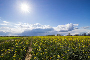 field of rape and sunny sky