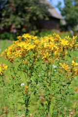 Yellow beautiful flowers of St.-John's wort