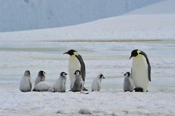 Fototapeta na wymiar Emperor Penguins with chick