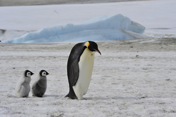 Naklejka na ściany i meble Emperor Penguins with chick