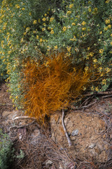 flowers and shrubs in the mountains