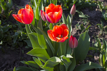 Blossoming tulips.