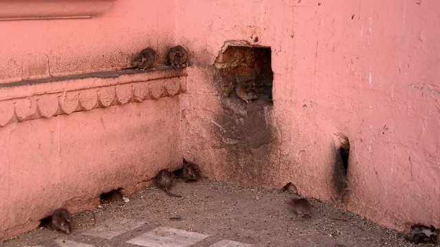 Rats running around in Karni Mata temple in Deshnok, Rajasthan.