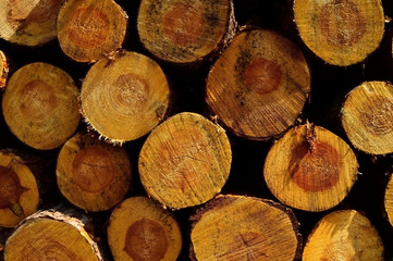 Pnie drzew na wycince lasu © W Korczewski