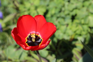 Obraz premium rote Tulpe