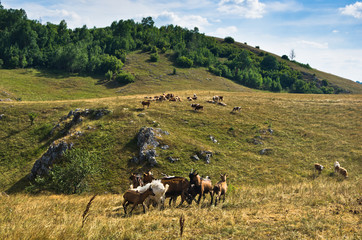 Brown and white goats on a meadow at summer sunny day, Pester plateau, southwest Serbia