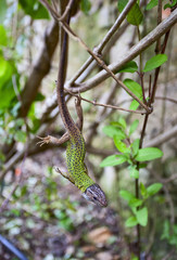 Ящерица. Парк и дворец Монсеррат. Синтра. Португалия.