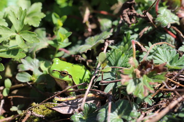 Laubfrosch im Grünen