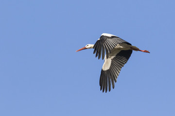 Weißstorch (Ciconia ciconia)