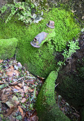 Парк и дворец Монсеррат. Синтра. Португалия.