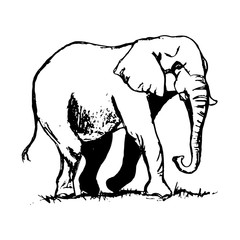 Elephant outline drawing