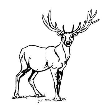 Deer with big horns.