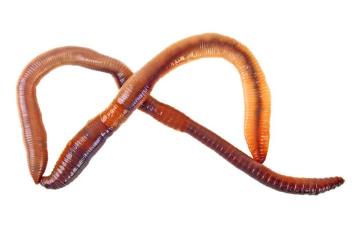 Earth worms isolated on white background