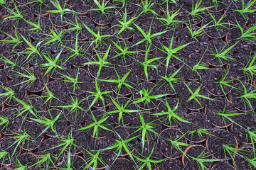 young plants growing in greenhouse
