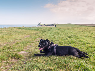 Staffordshire Bull Terrier lying down near to Reculver Towers, R