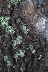 tree with green grass