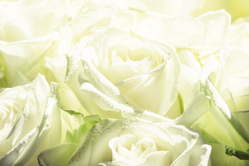 Natural background, bouquet with white and green roses with dew