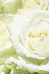 Natural background, bouquet with white and green roses with dew