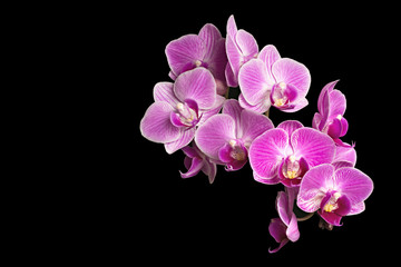 Fototapeta na wymiar Focus Stacking Photo of Purple Orchids Isolated on Black Background