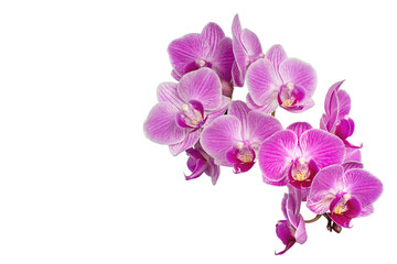 Focus Stacking Photo of Purple Orchids Isolated on White Background