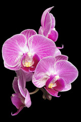 Obraz na płótnie Canvas Focus Stacking Photo of Purple Orchids Isolated on Black Background
