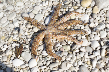 Starfish