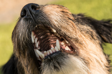 Hundekopf mit offenem Fang und Zahnen und Nasenstruktur