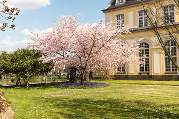 Naklejka premium Kirschbaum Poppelsdorfer Schloss in Bonn