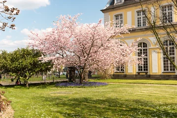 Crédence de cuisine en verre imprimé Fleur de cerisier Kirschbaum Poppelsdorfer Schloss in Bonn