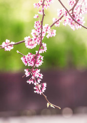 Spring nature background with pink flowering tree, selective foc