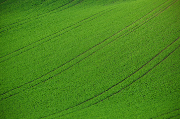 Green grass fields  suitable for backgrounds or wallpapers, natural seasonal landscape. Southern Moravia, Czech republic