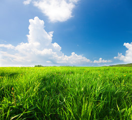 Obraz premium Green field with flowers under blue cloudy sky