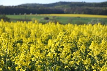 Obraz premium Raps blüht